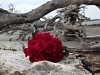 Red Rose Bridal Bouquet for your Florida Beach Wedding