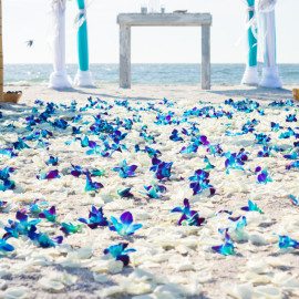 Orchid Petals