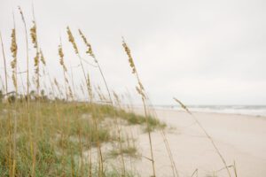sea oats swaying in the wind with the ocean in the background, beach wedding venue, beach wedding
